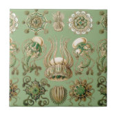 Ernst Haeckel's Narcomedusae Tegeltje (Voorkant)