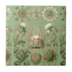 Ernst Haeckel's Narcomedusae Tegeltje