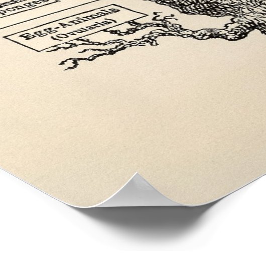 Ernst Haeckel's "tree of life" Poster (Hoek)