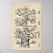 Ernst Haeckel's "tree of life" Poster (Voorkant)