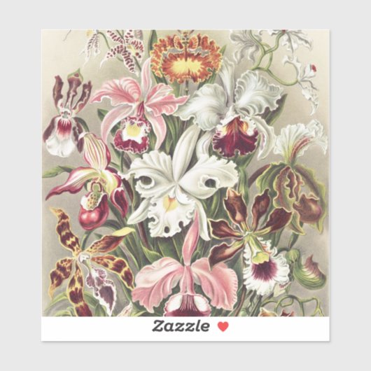 ErnstHaeckel Vintage Botanical Orchid Illustration Sticker (Vel)