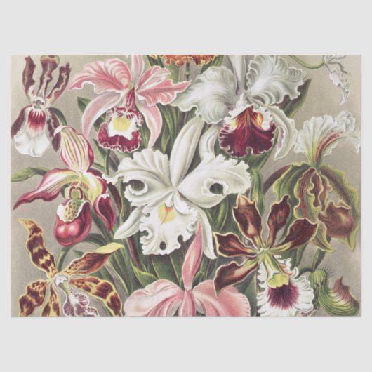 ErnstHaeckel Vintage Botanical Orchid Illustration Tissuepapier (Voorkant)