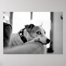 Ernstig zijoog. poster