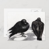 Ernstige duivensituatie 2012 briefkaart (Voorkant / Achterkant)