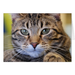 Ernstige groene-geoogste tablet