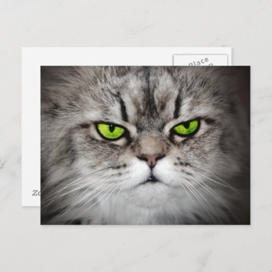 Ernstige kat met groene ogen briefkaart (Voorkant / Achterkant)