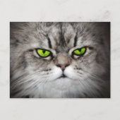 Ernstige kat met groene ogen briefkaart (Voorkant)