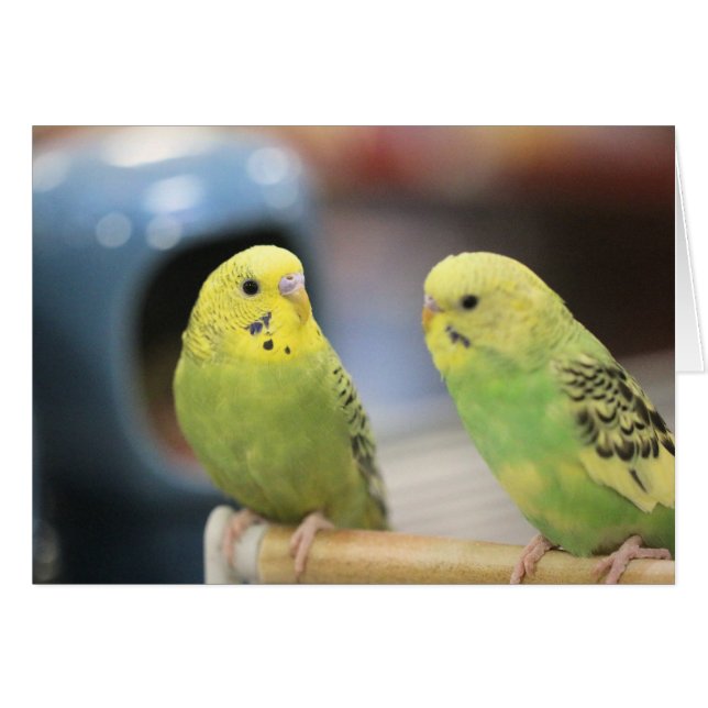 Ernstige keets (Voorkant Horizontaal)