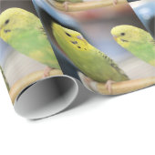 Ernstige keets cadeaupapier (Rol Hoek)