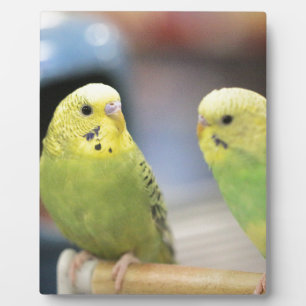 Ernstige keets fotoplaat