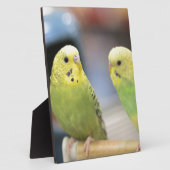 Ernstige keets fotoplaat (Zijkant)