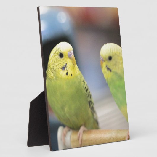 Ernstige keets fotoplaat (Zijkant)