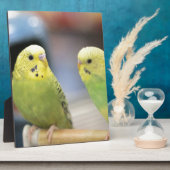 Ernstige keets fotoplaat (Zijkant)