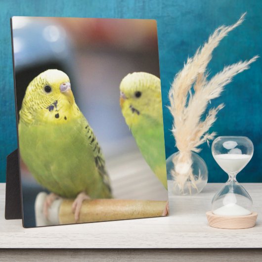 Ernstige keets fotoplaat (Zijkant)