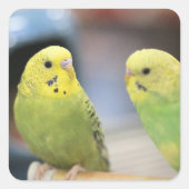 Ernstige keets vierkante sticker (Voorkant)