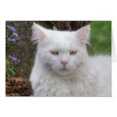 Ernstige witte kat (Voorkant Horizontaal)