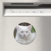 Ernstige witte kat magneet (Insitu (Vaatwasser))