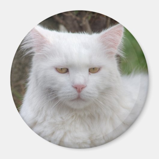 Ernstige witte kat magneet (Voorkant)
