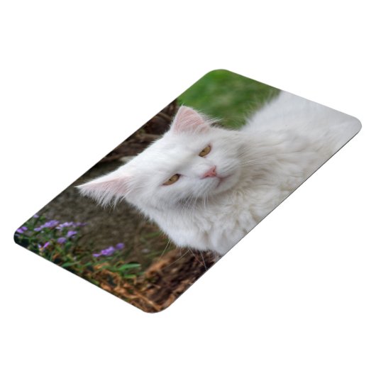 Ernstige witte kat magneet (Linkerzijde)