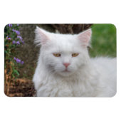 Ernstige witte kat magneet (Horizontaal)