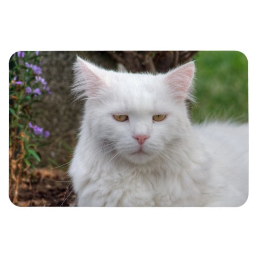 Ernstige witte kat magneet (Horizontaal)