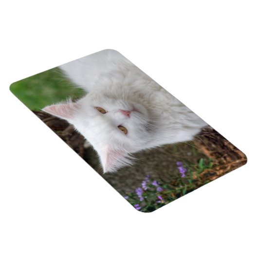 Ernstige witte kat magneet (Rechterzijde)