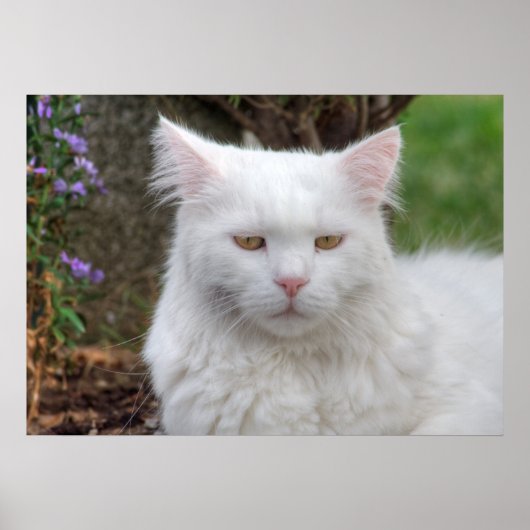 Ernstige witte kat poster (Voorkant)