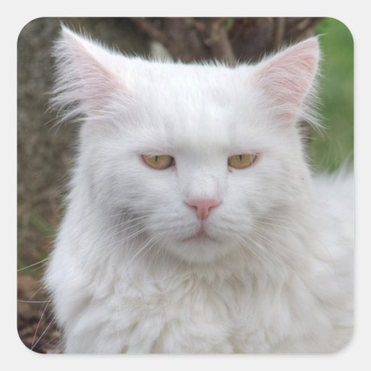 Ernstige witte kat vierkante sticker (Voorkant)