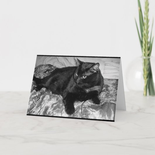 Ernstige zwarte kat kaart (Voorkant)