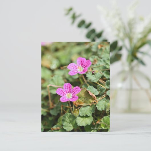 Erodium variabile [Briefkaart] ポ ト ー ド ス Briefkaart (Staand voorkant)