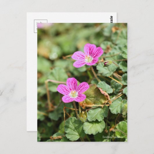 Erodium variabile [Briefkaart] ポ ト ー ド ス Briefkaart (Voorkant / Achterkant)