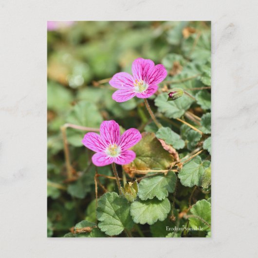 Erodium variabile [Briefkaart] ポ ト ー ド ス Briefkaart (Voorkant)
