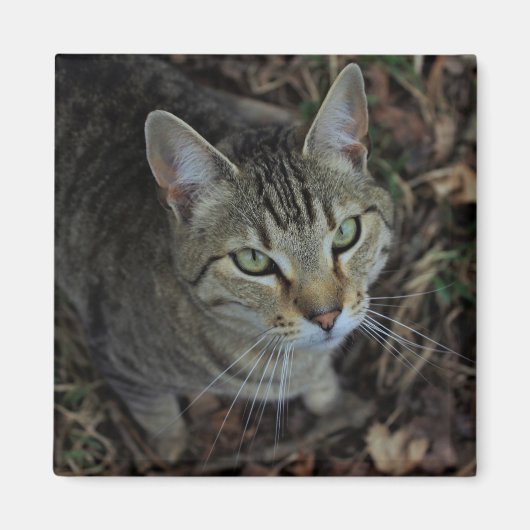 Eros Magneet (Voorkant)