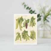 Erwten Botanische Illustratie uit Zaad Catalogus Briefkaart (Staand voorkant)