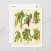 Erwten Botanische Illustratie uit Zaad Catalogus Briefkaart (Voorkant / Achterkant)