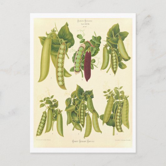 Erwten Botanische Illustratie uit Zaad Catalogus Briefkaart (Voorkant)