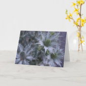 Eryngium giganteum, Miss Willmott's Ghost Kaart (Gele Bloem)