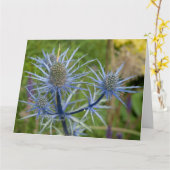 Eryngium Maritimum, Zee Holly Kaart (Gele Bloem)