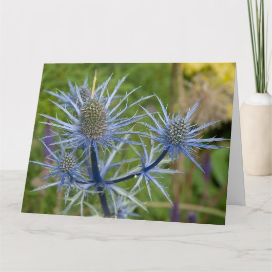 Eryngium Maritimum, Zee Holly Kaart (Voorkant)