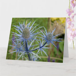 Eryngium Maritimum, Zee Holly Kaart