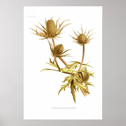 Eryngium oliverianum poster (Voorkant)