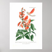 Erythrina crista-galli poster (Voorkant)