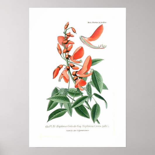 Erythrina crista-galli poster (Voorkant)