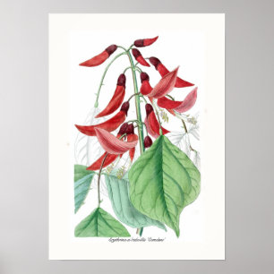 Erythrina x bidwillii "Camdeni" Poster