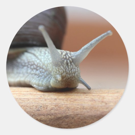 Escargot Ronde Sticker (Voorkant)