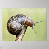 Escargots - de rijke schittering poster (Voorkant)