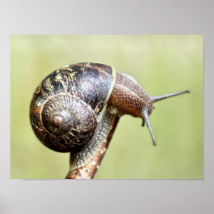 Escargots - de rijke schittering poster