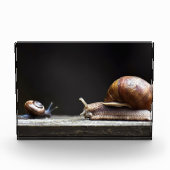 Escargots - slak Mollusk Fotoblokken (Voorkant)