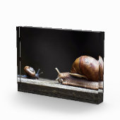 Escargots - slak Mollusk Fotoblokken (Rechts)