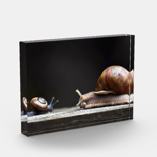 Escargots - slak Mollusk Fotoblokken (Links)